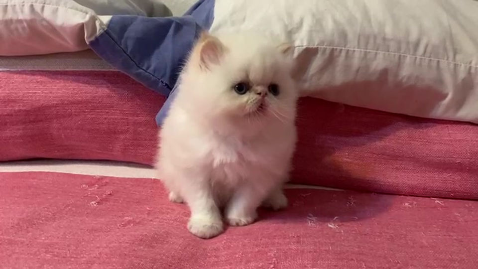 Gato Himalayo